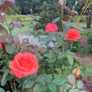 floribunda “America” climbing pink rose bush, bare root, two year old plant.